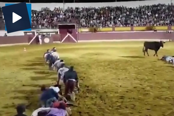 Boğayı trolleyen gençler güldürdü