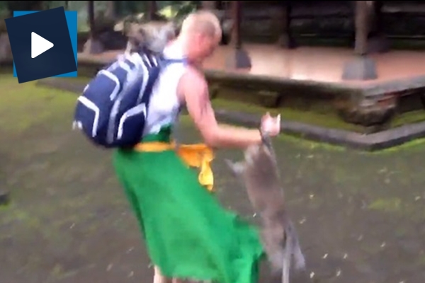 Maymun turisti ısırdı