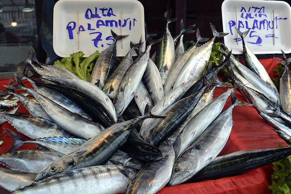 Karadenizlinin yüzü palamutla güldü
