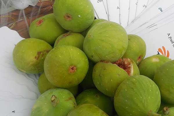 Makedonya'da incir festivali: Smokvijada