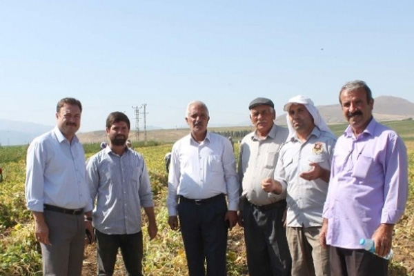 Bitlis'te fasulyeden 50 milyon lira gelir sağlanacak