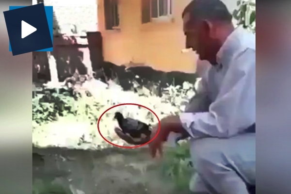 Dünyanın en şanssız güvercini