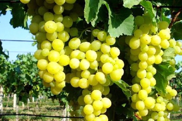 81 ildeki 6 milyon öğrenciye üzüm dağıtılacak