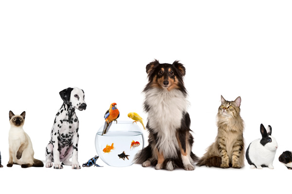 Hayvanlari Koruma Gunu Ne Zaman