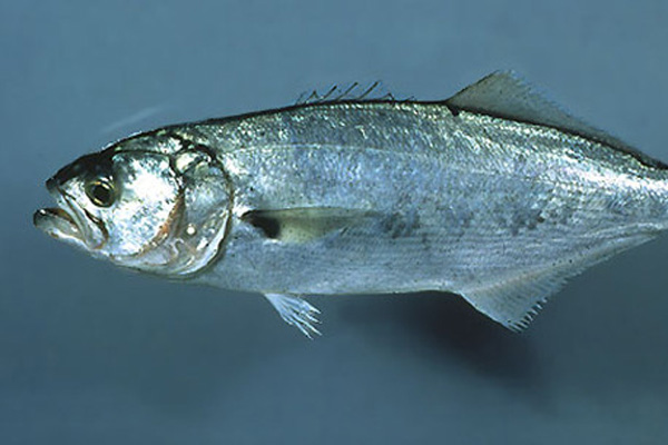 Tanesi 80 liradan satılıyor