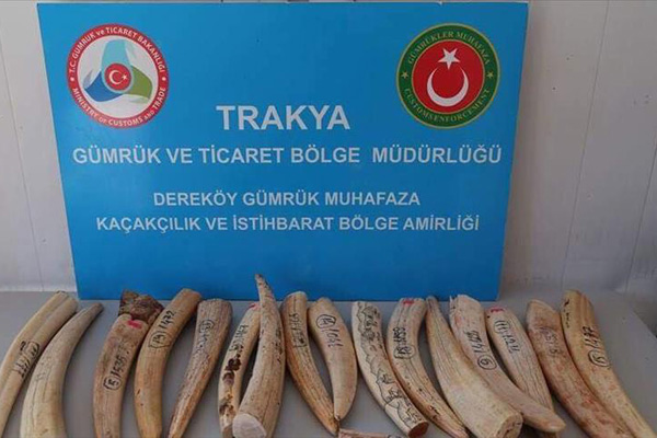 Sınır kapısında fildişi ele geçirildi