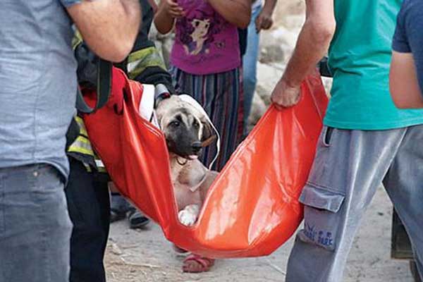 Hayvanlara eziyete hapis geliyor