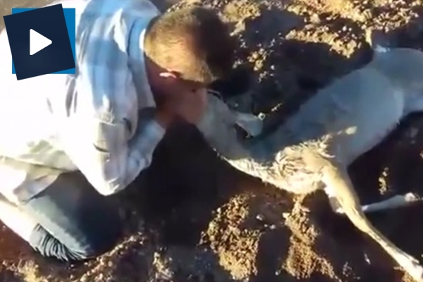 Ceylana suni teneffüs yaptı