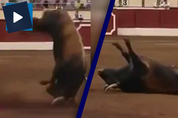 Takla atan boğa böyle felç geçirdi!