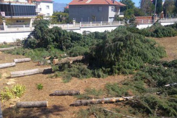 Meteorolojik ölçümleri engelliyor diye ağaçları kestiler