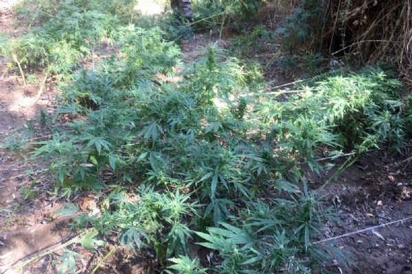 Diyarbakır'da 10 bin 290 kök Hint keneviri ele geçirildi