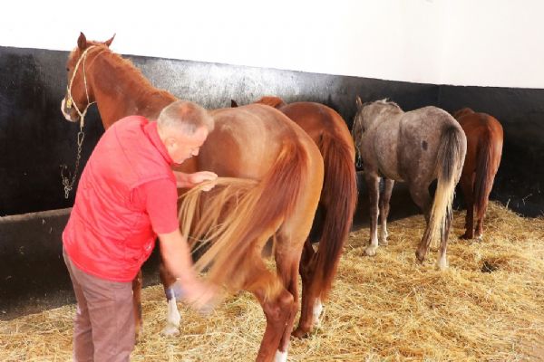 Servet değerindeki yarış tayları bebek gibi yetiştiriliyor