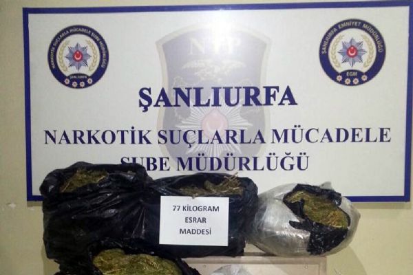 77 kilo esrar ele geçirildi