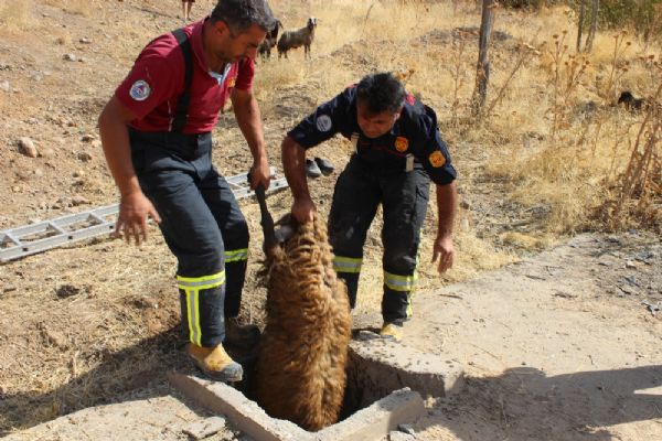 Adıyaman'da kuyuya düşen 37 koyun kurtarıldı