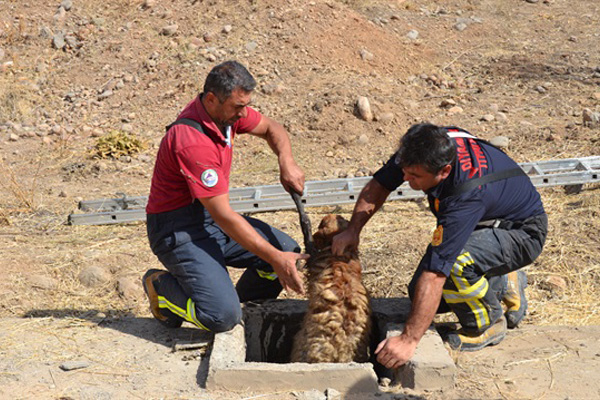 Köpekten kaçan koyunlar kuyuya düştü