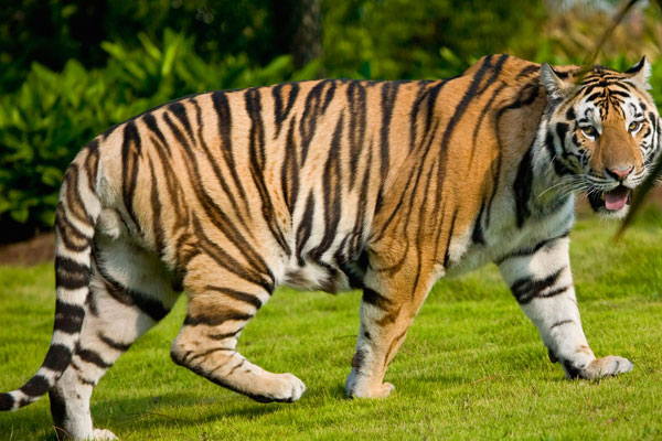 Yavru kaplanlar bakıcıyı yedi