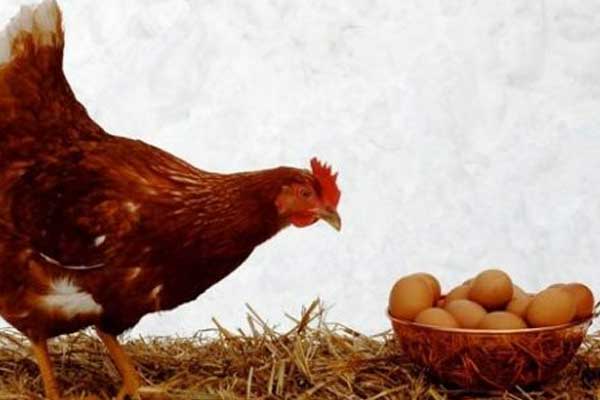 Japonlardan kanser ilaçlı yumurta!