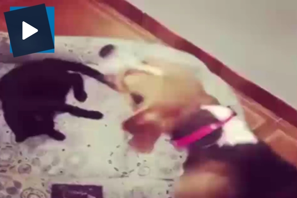 Kediyle köpeğin yastık kavgası