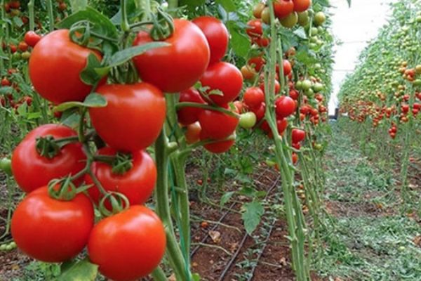 Rusya'dan önemli açıklama: Türkiye bize kuralları sertleştirdi