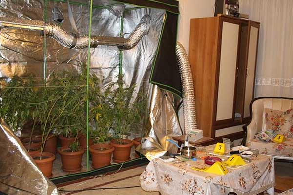 Oturma odasını kenevir tarlasına çevirmiş!