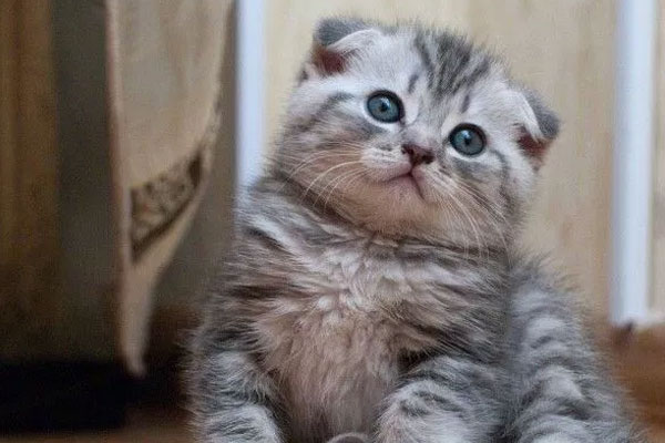 Ukrayna'dan gelen şüpheli bavulların içinden kedi çıktı