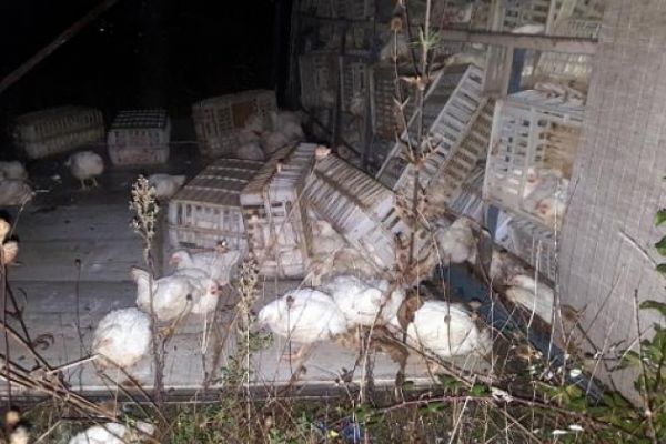 Bolu Dağı'da devrilen kamyondaki tavuklar telef oldu