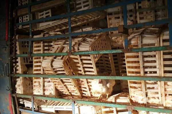 Bolu'da tavuk yüklü kamyon devrildi