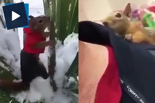 İşte dünyanın en zeki sincabı!