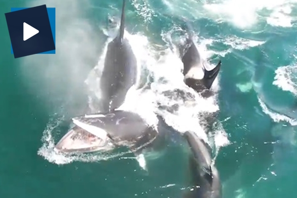 Katil balinalar başka bir balinayı öldürdü