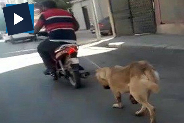 Köpeğin boğazına ip geçirip motosikletle sürükledi