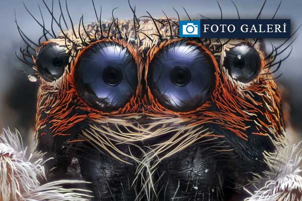 2017 Nikon makro fotoğraflar yarışmasının kazananları işte bu kareleri çekmiş!