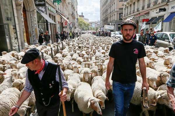 Fransa'da koyunlarla birlikte yürüdüler