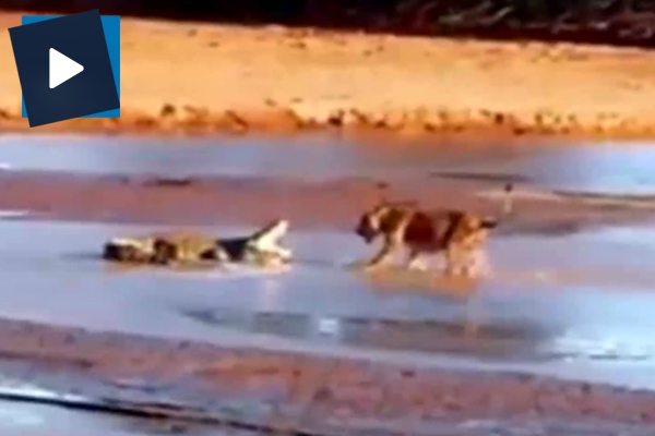 Timsah hayatta kalmak için öyle bir mücadele verdi ki!