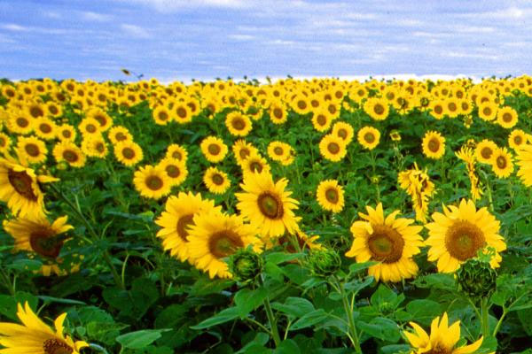 Light ayçiçek üretilecek