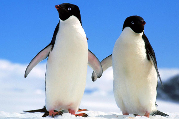 Antarktika kıtasında binlerce yavru penguen öldü