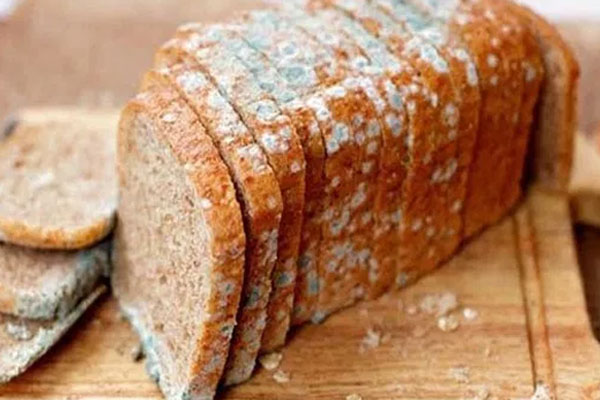Ekmek neden küflenir?