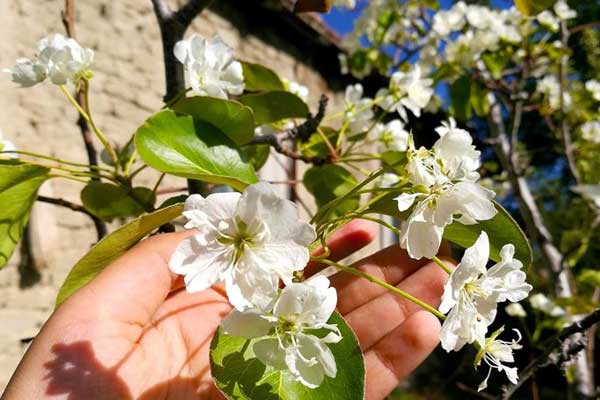 Ekim ayında armut ağacı çiçek açtı