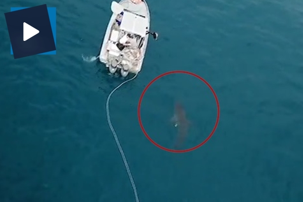 Balıkçı teknesine köpek balığı saldırdı!