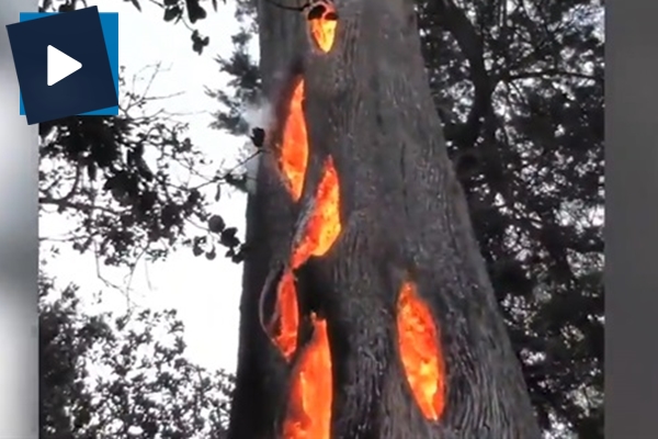 İçi alev dolu ağaç görenleri şaşırtıyor