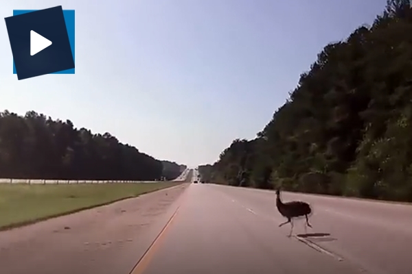 Otoyola fırlayan deve kuşu paramparça oldu! İşte o anlar...