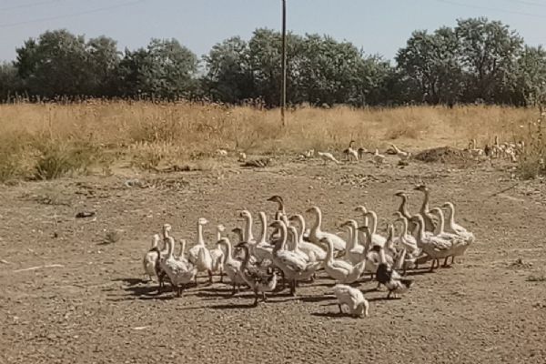Van'da 'Genç çiftçi projesi' ile kaz çiftliği kurdu