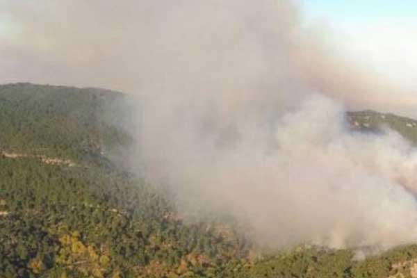 Bergama'da orman yangını
