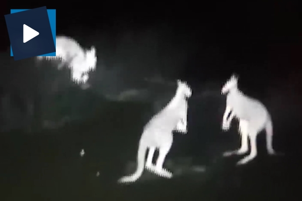 Kanguruların kavga anı gece kamerasında
