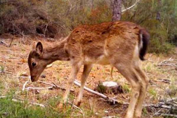 Alageyiklerin nesli tükeniyor
