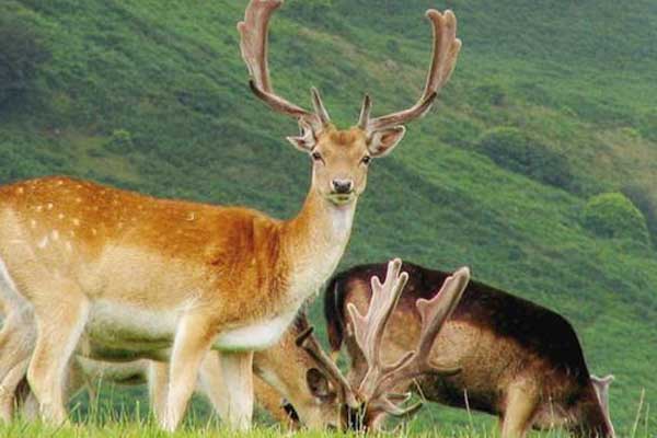 Alageyik sayısı 302'ye düştü