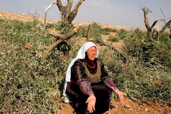 Zeytin ağaçları Yahudi saldırısına direniyor