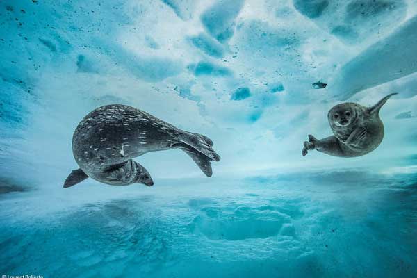 2017'nin en iyi vahşi yaşam fotoğrafları belli oldu