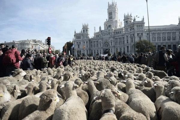 Binlerce koyun İspanya caddelerinde