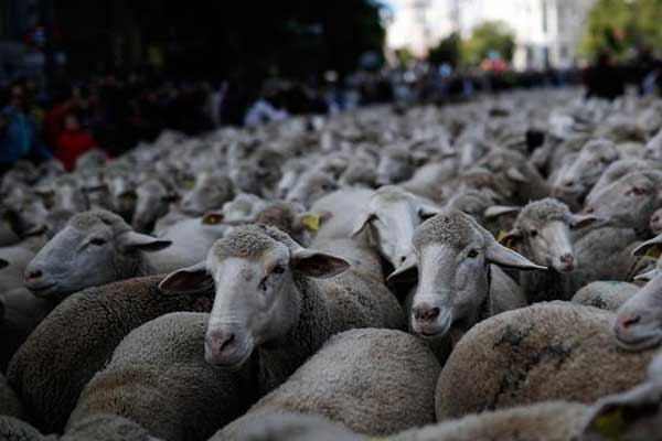 Madrid'de koyunlar şehre indi