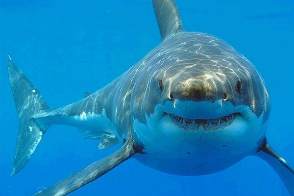 Köpek balığı saldırısından yüzerek kurtuldu